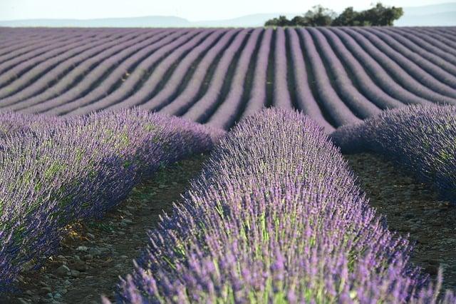 PanAway Essential Oil in Your Wellness Routine
