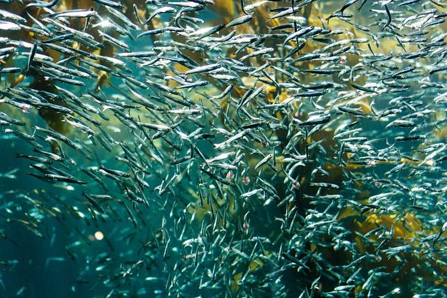 Potential Health Risks of Excessive Sardine Consumption
