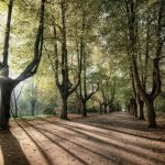 How to Get Shadow of Preservation: A Natural Approach