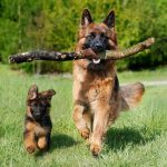 Herbs for Dogs to Eat: Safe and Healthy Choices
