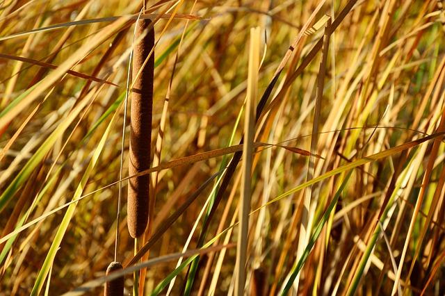 Preparing Cattails for Preservation