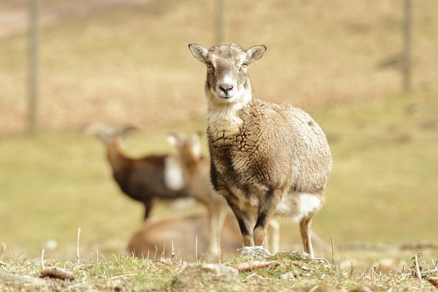 How to Preserve a Bat: Techniques for Wildlife Enthusiasts 7 Ethical Considerations for Wildlife Preservation Enthusiasts