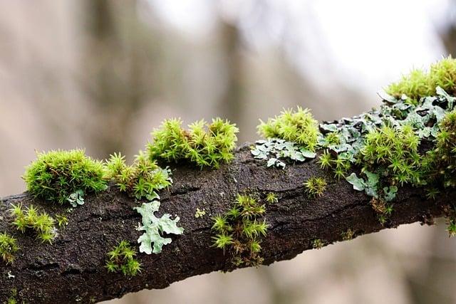 How to Preserve Moss for Natural Decor 1 Understanding the Benefits of Moss in Natural Decor