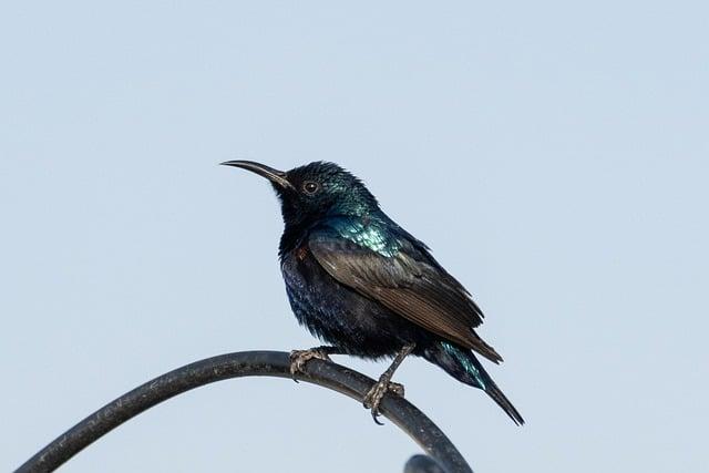 Caring for Your Preserved Bird: Maintenance and Display Tips