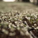 Can I Use Store Bought Sprouts for Rejuvelac? A Practical Guide