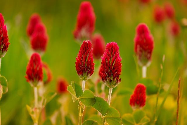 Creative Display Ideas to Showcase Your Preserved Clover
