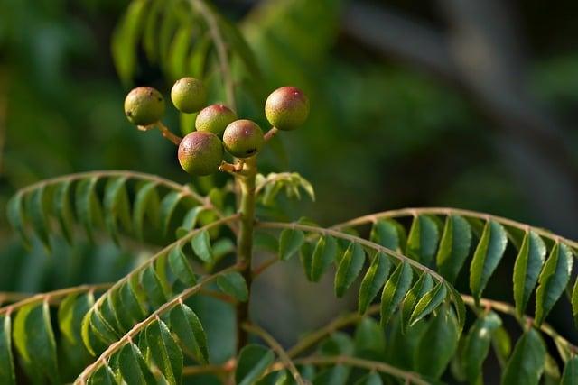 Top Herbal Remedies for Kidney Infections