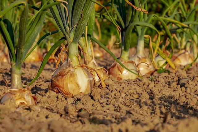 What Current Research Says About Onions and Diabetes