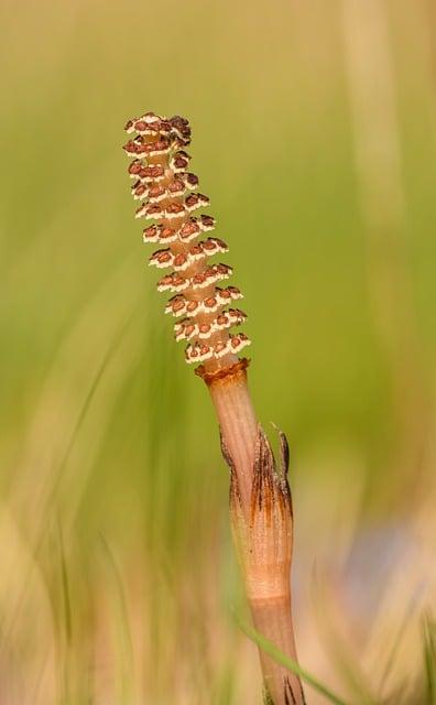 Precautions and Considerations When Using Horsetail Herb
