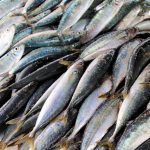 How to Eat Sardines: Delicious and Nutritious Ways