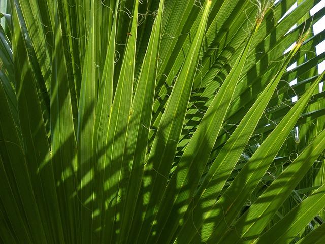 Exploring the Benefits of Saw Palmetto for Thinning Hair