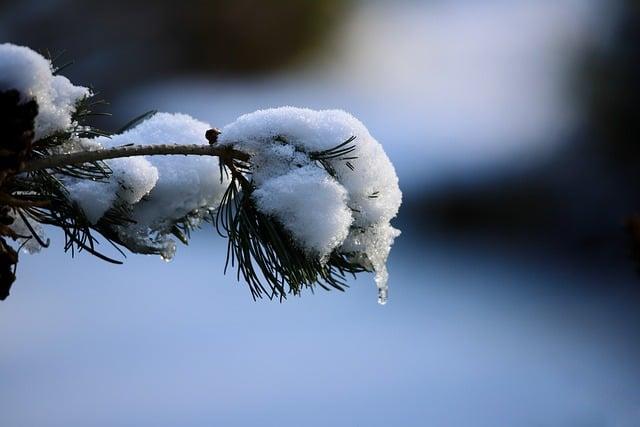 Can You Freeze Cooked Pot Roast? Preserve Flavor and Texture 4 Thawing Techniques to Maintain Quality