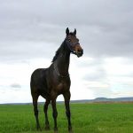 Is Homesteading Worth It? Weighing the Pros and Cons