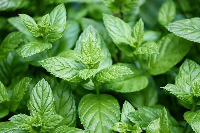 Peppermint: Calming Cramping​ and Enhancing Digestion