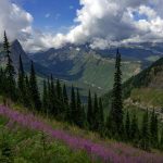 How to Ferment Fireweed Leaves: A Wildcrafting Guide