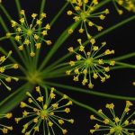 How to Preserve Saffron: Keep Your Spice Potent and Fresh