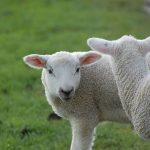What Can Be Used for Bitter Herbs for Passover? Traditional Options!