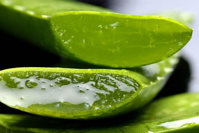 Aloe Vera: Hydration and Relief for Itchy Skin