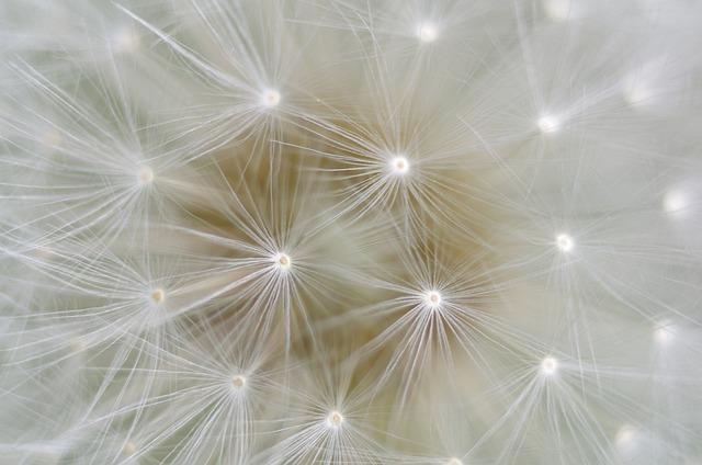 Preparing Dandelions: Cleaning and Drying Techniques