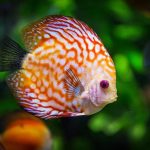 Herbs for Fish: Enhance Aquatic Health Naturally
