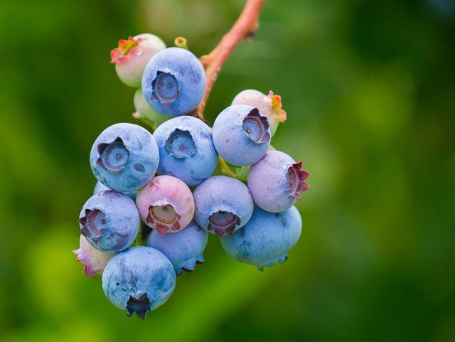 Choosing the Right Fruits for the Perfect Sorbet
