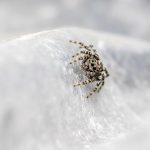 What Essential Oil is Good for Bug Bites? Top Remedies