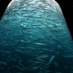Cómo se Cocinan las Sardinas: Recetas y Consejos