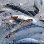 Where to Get Fresh Sardines: Top Sources Revealed