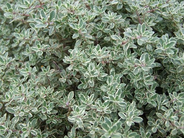 What Herbs Are Good for Clearing Lungs? Breathe Easier 4 Thyme: A Potent Ally for Clearing Airways