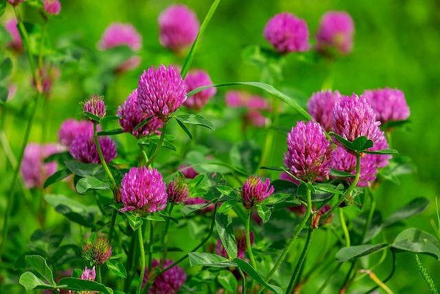 Essential Materials ​Needed for‍ Preserving Your Clover