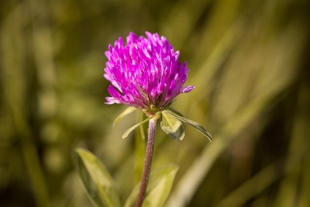 Step-by-Step Process for Pressing Your Clover Effectively
