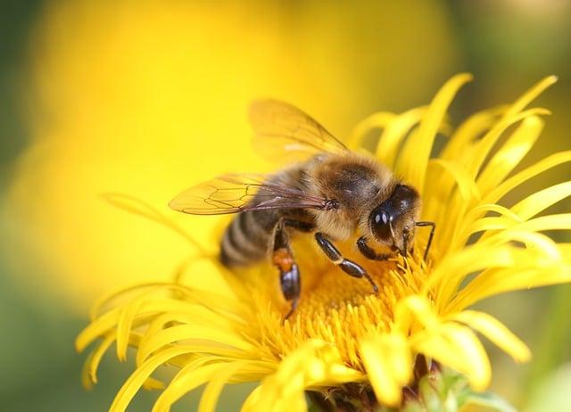 Advocating for Bee Conservation in Your Community