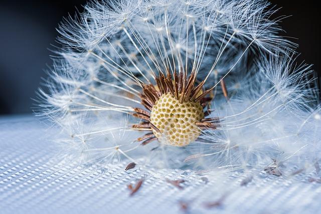 Understanding the Health Benefits of Dandelions for Tea
