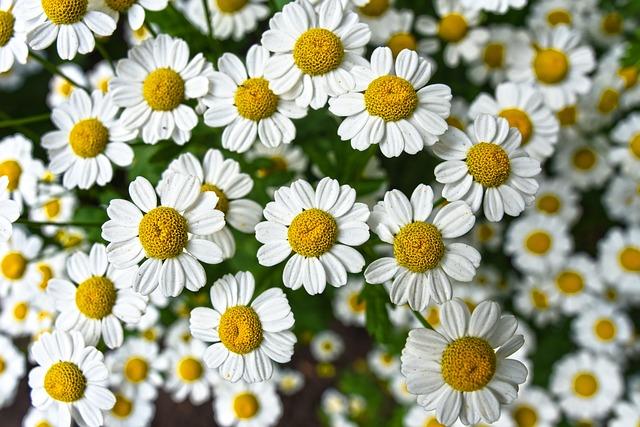 What Herb Is Good for Nerves? Calming Solutions You Need to Know 3 Chamomile: A Gentle Soother for Anxious Minds