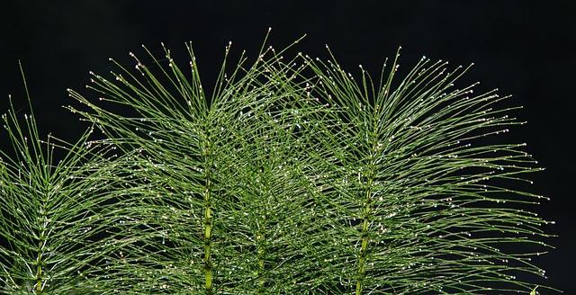 Other Natural Remedies to Complement Horsetail for Hair Growth