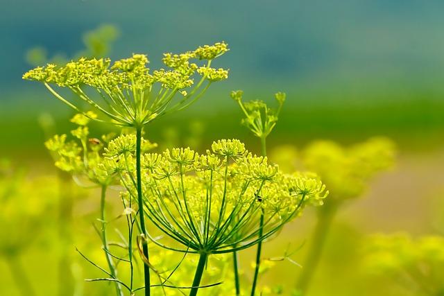 Fennel Seeds: A Digestive Aid for Bloating and Gas