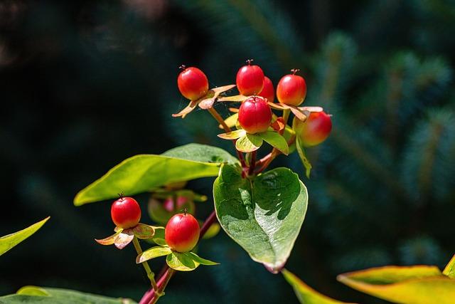 Top Herbal Remedies to Reduce Uric Acid Levels