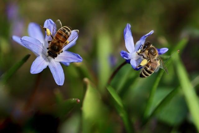Best Practices for Handling and Caring for Bees