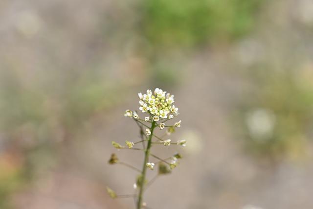 Alternatives to Horseradish: Lesser-Known Bitter Herbs