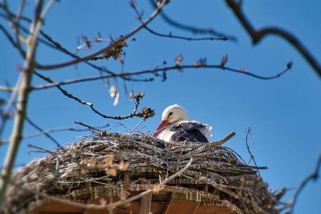 How to Preserve a Hornets Nest Safely 8 Exploring Ethical Considerations in Nest Preservation
