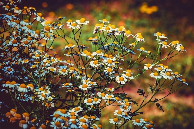 The Role of Herbs in Managing Uric Acid Levels