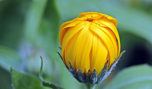 Calming Properties of Calendula: A Soothing Solution