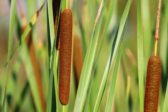 Effective Drying Techniques for Cattails