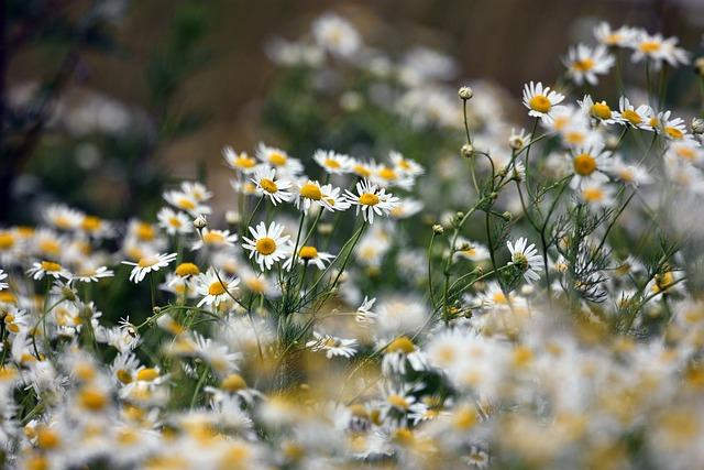 Chamomile: The Gentle Herb for Inflammation and Irritation