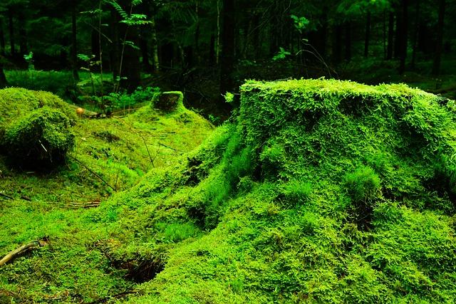 How to Preserve Moss for Natural Decor 4 Step-by-Step Guide to Preserving Moss at Home