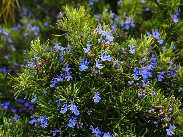 Harnessing the Power of Rosemary for Hair Health