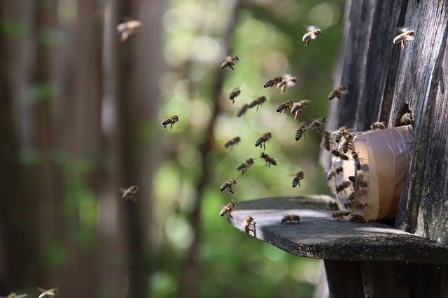 The Role of Bees in Biodiversity and Agriculture