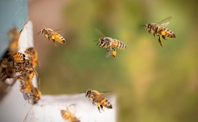 Understanding the Importance of Bees in Our Ecosystem