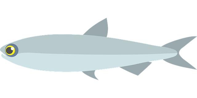 Understanding the Basics of Anchovies and Sardines