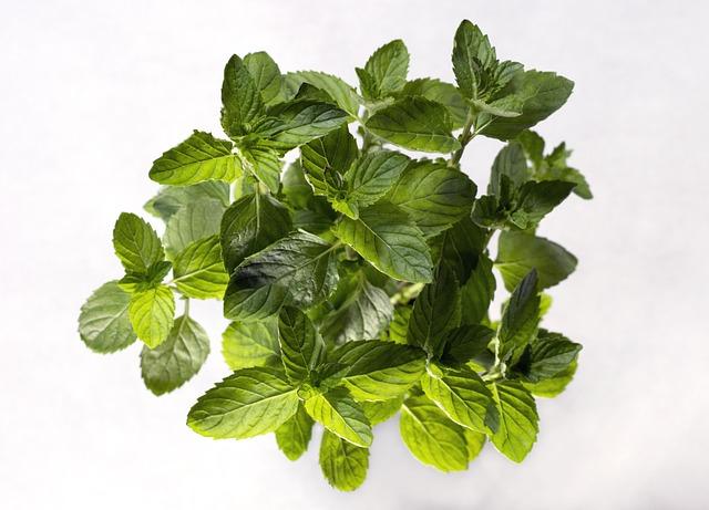 Understanding Spearmint Essential Oil and Its Properties